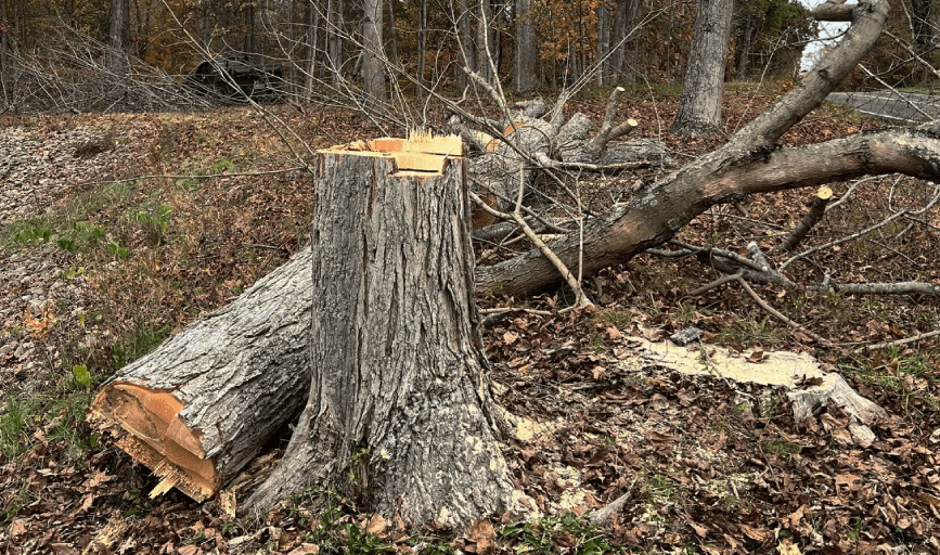 Cut Above Lawn & Tree